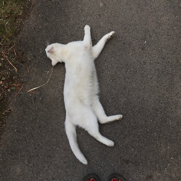 Meet your Posher, Eleanor - Picture 1 of 1